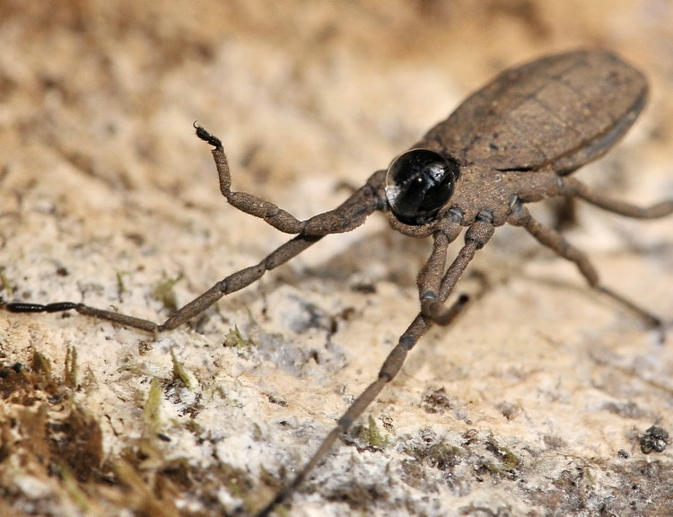 Un bel ragnotto piatto Trogulidae